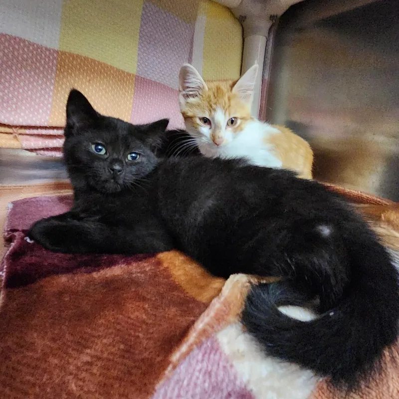 A baby small-sized female Black Domestic Short Hair cat named Chocolate Chip for adoption in Grand Rapids, MI