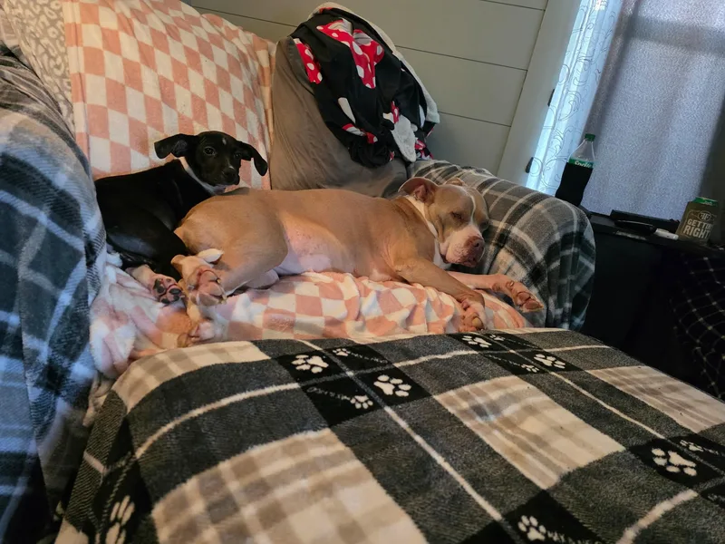 Peaches thumbnail 3