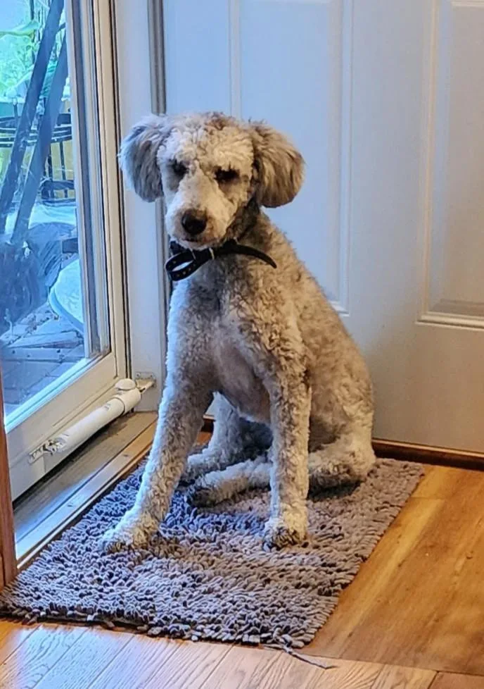 An adult medium-sized male Gray / Blue / Silver Goldendoodle dog named Buster for adoption in Dubuque, IA