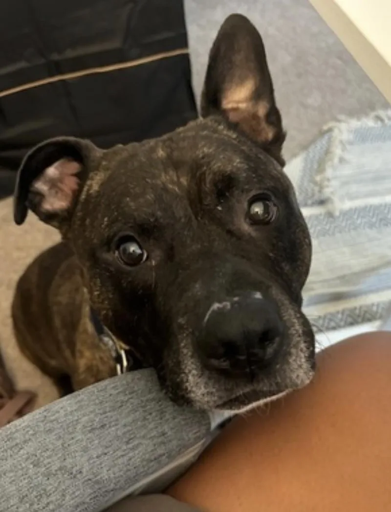 An adult large-sized male Brindle American Staffordshire Terrier dog named Hexum for adoption in Amherst, MA