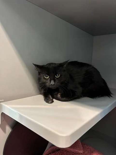 A young medium-sized female Domestic Short Hair cat named Indigo for adoption in Leesburg, VA