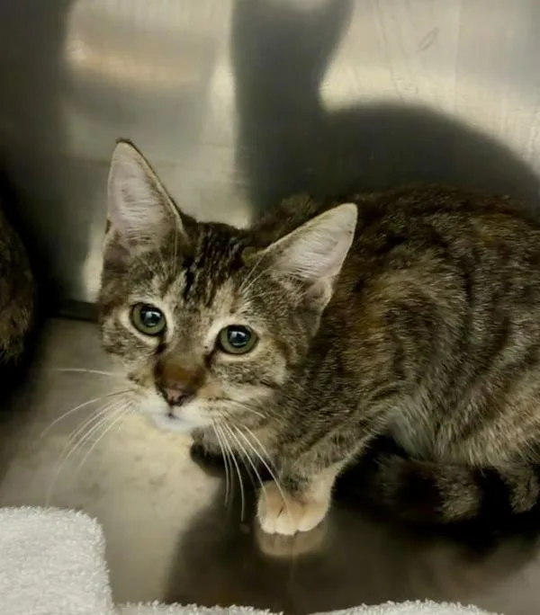 A young small-sized female Domestic Short Hair cat named Riley for adoption in Mobile, AL