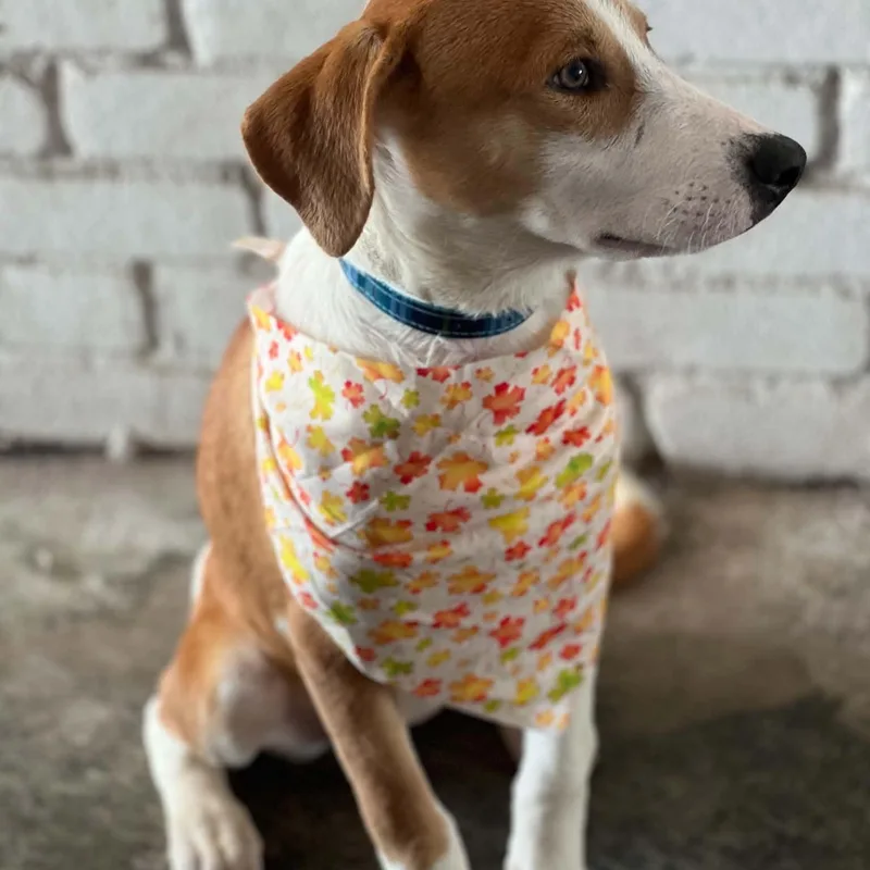 A baby medium-sized male Hound dog named Ash for adoption in Houston, TX