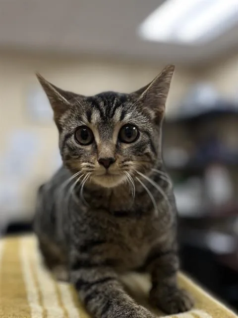 A baby small-sized female Domestic Short Hair cat named Velvet for adoption in Aliquippa, PA