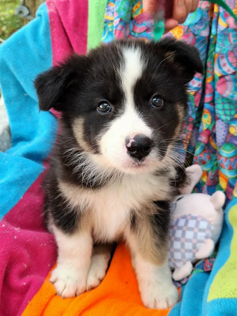 Marshoni Wvt thumbnail 3