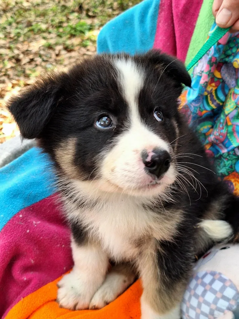 Marshoni Wvt thumbnail 5