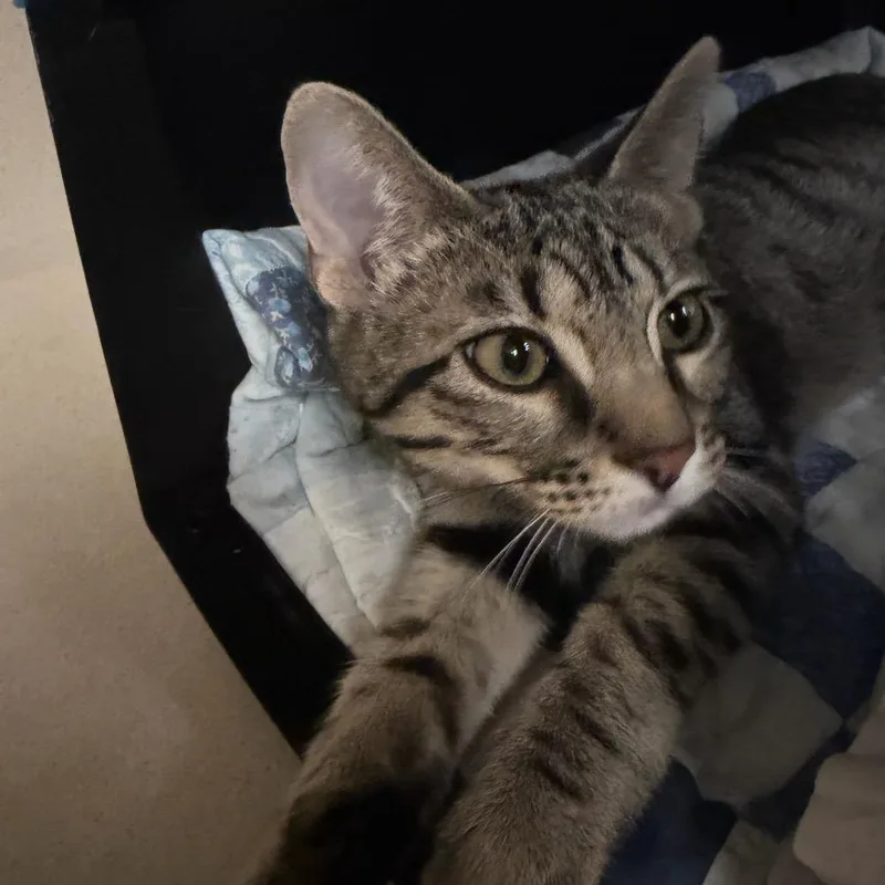 A baby medium-sized male Brown / Chocolate Domestic Short Hair cat named Chucky for adoption in Houston, TX