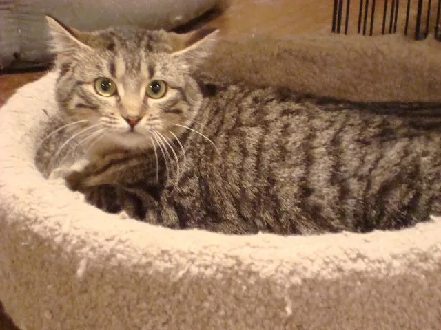 A senior medium-sized female Domestic Short Hair cat named Zorrita for adoption in St. Louis, MO