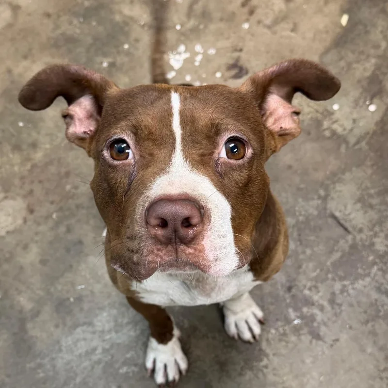 A young medium-sized male Brown / Chocolate Pit Bull Terrier dog named Noggin for adoption in Cleveland, MS