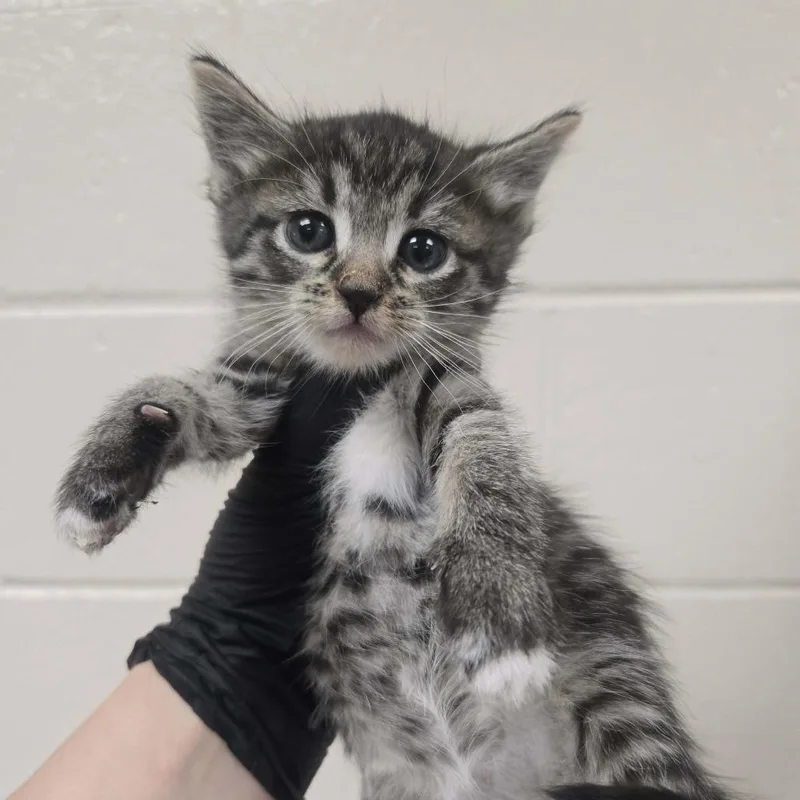 A baby small-sized female Brown / Chocolate Domestic Short Hair cat named Contadina for adoption in Reno, NV