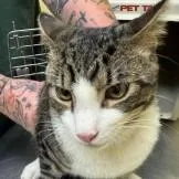 An adult large-sized male Brown / Chocolate Domestic Short Hair cat named Tom for adoption in New York, NY