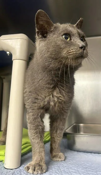 An adult medium-sized male Gray / Blue / Silver Domestic Short Hair cat named Kerchak for adoption in Sullivan, IN