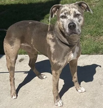 An adult medium-sized female Yellow / Tan / Blond / Fawn Mixed Breed dog named Helga for adoption in Georgetown, TX