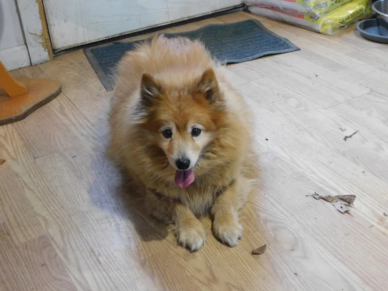 A senior small-sized male Red / Chestnut / Orange Pomeranian dog named Peanut Butter for adoption in Millerstown, PA