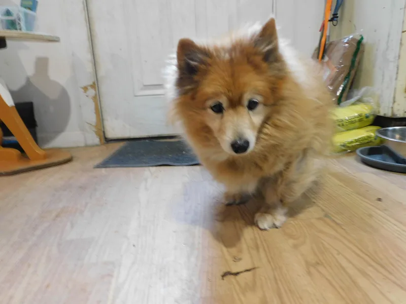 Peanut Butter thumbnail 2