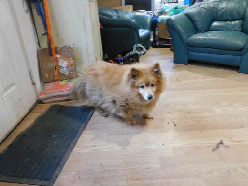 Peanut Butter thumbnail 4