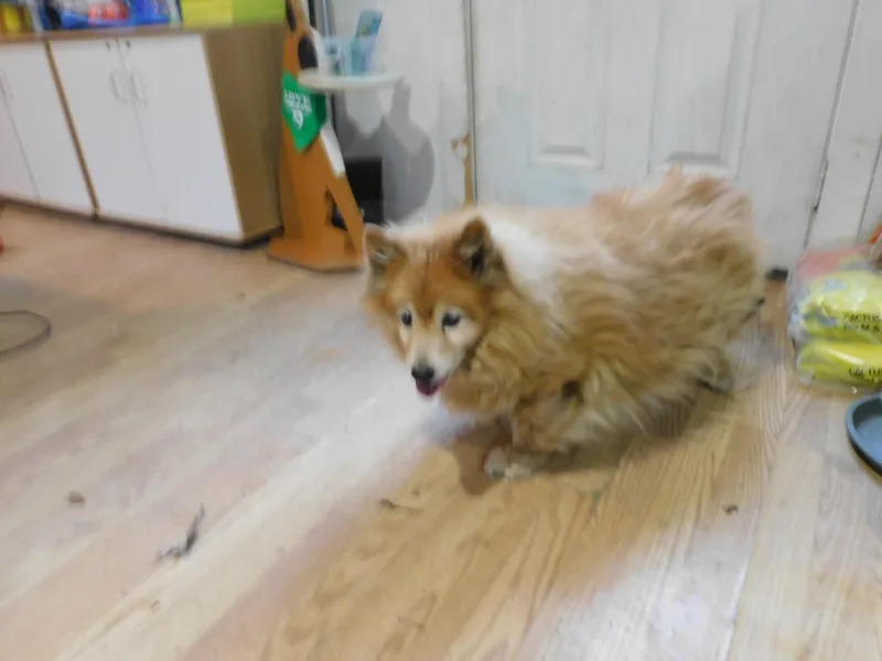 Peanut Butter thumbnail 6