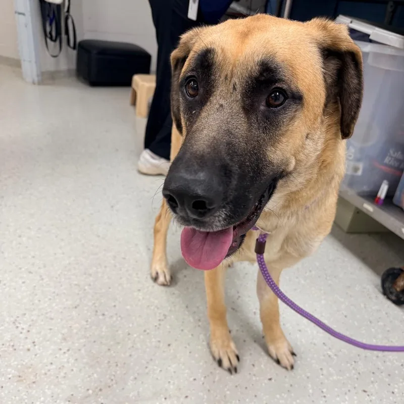 An adult large-sized male German Shepherd Dog dog named Pongo for adoption in Indianapolis, IN