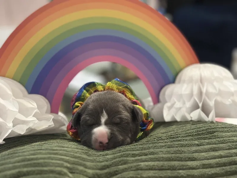 A baby small-sized female Gray / Blue / Silver Mixed Breed dog named Sapphire for adoption in New York, NY