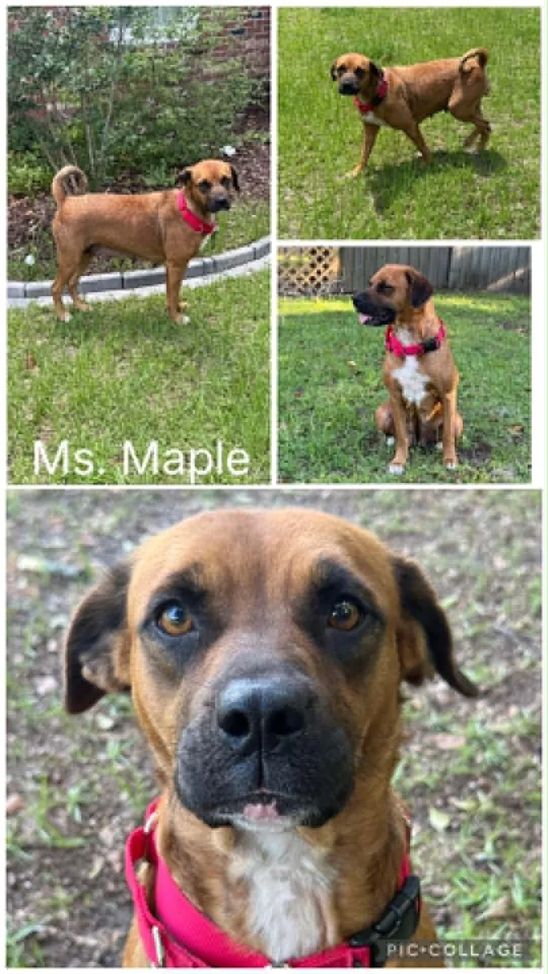 A young medium-sized female Tricolor (Brown, Black, & White) Mixed Breed dog named Miss Maple for adoption in Enterprise, AL