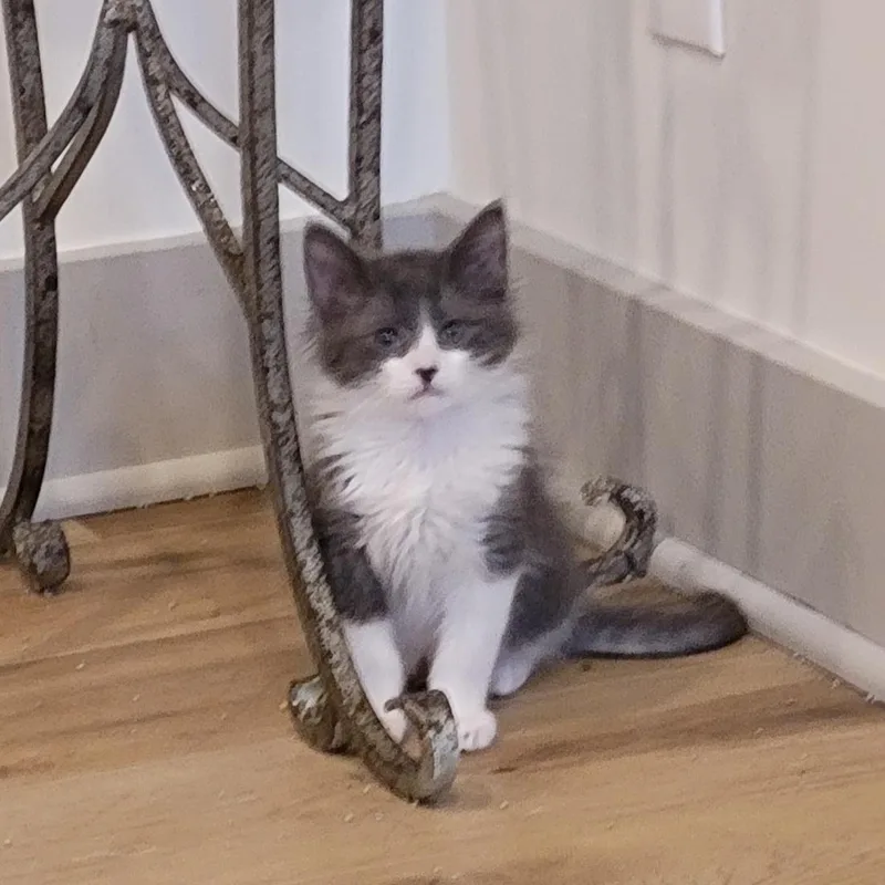 A baby medium-sized male Gray & White Domestic Medium Hair cat named Goose for adoption in Wyandotte, MI