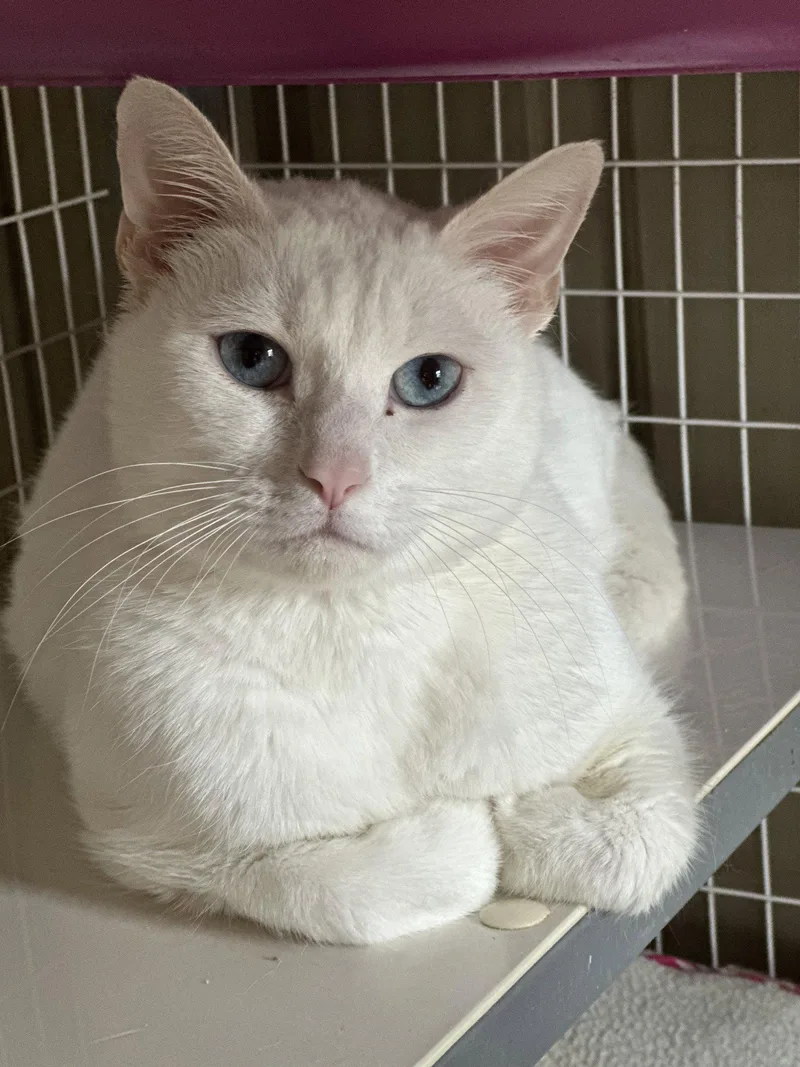 An adult medium-sized male White Domestic Short Hair cat named Yeti for adoption in Newtown Square, PA