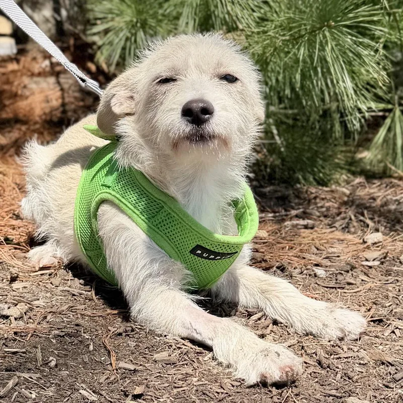 A baby small-sized female White / Cream Chihuahua dog named Ducky for adoption in East Hampton, NY