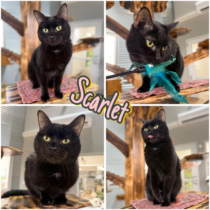 An adult medium-sized female Domestic Short Hair cat named Scarlet  Long Term for adoption in Pierceton, IN