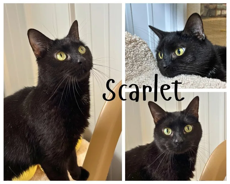 Scarlet  Long Term thumbnail 2
