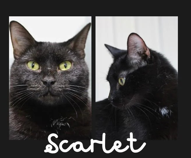 Scarlet  Long Term thumbnail 5