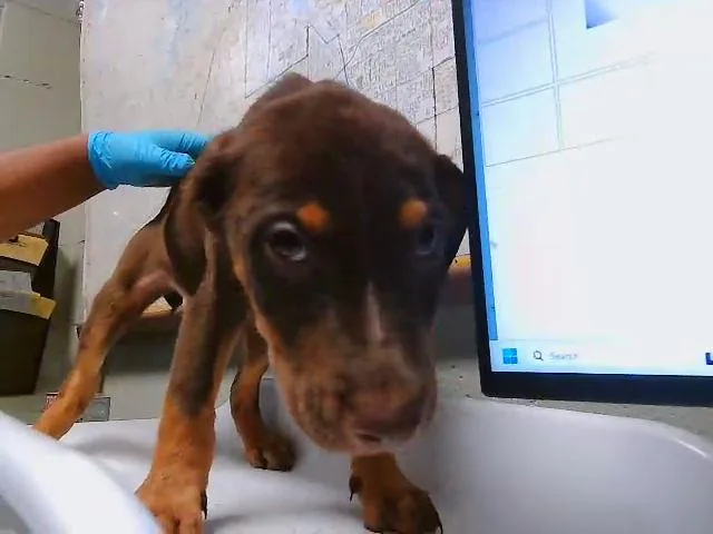 A baby small-sized male Doberman Pinscher dog named Marlon for adoption in Tulsa, OK