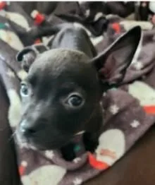 A baby medium-sized female Mixed Breed dog named Twiggy for adoption in West Chester, PA