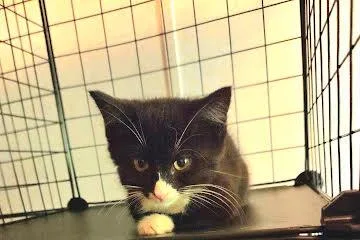 A baby medium-sized male Black & White / Tuxedo Tuxedo cat named Viper for adoption in Avondale, PA