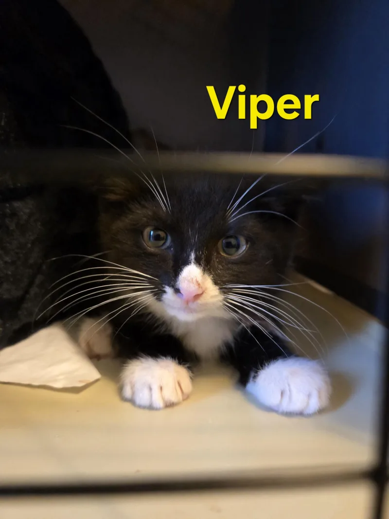 Viper thumbnail 3