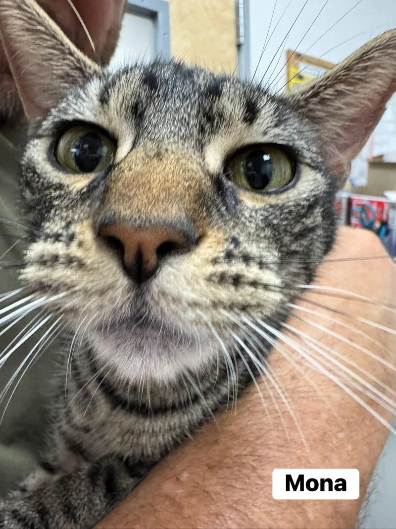 A young medium-sized female Tabby (Brown / Chocolate) Domestic Short Hair cat named Mona for adoption in Staten Island, NY