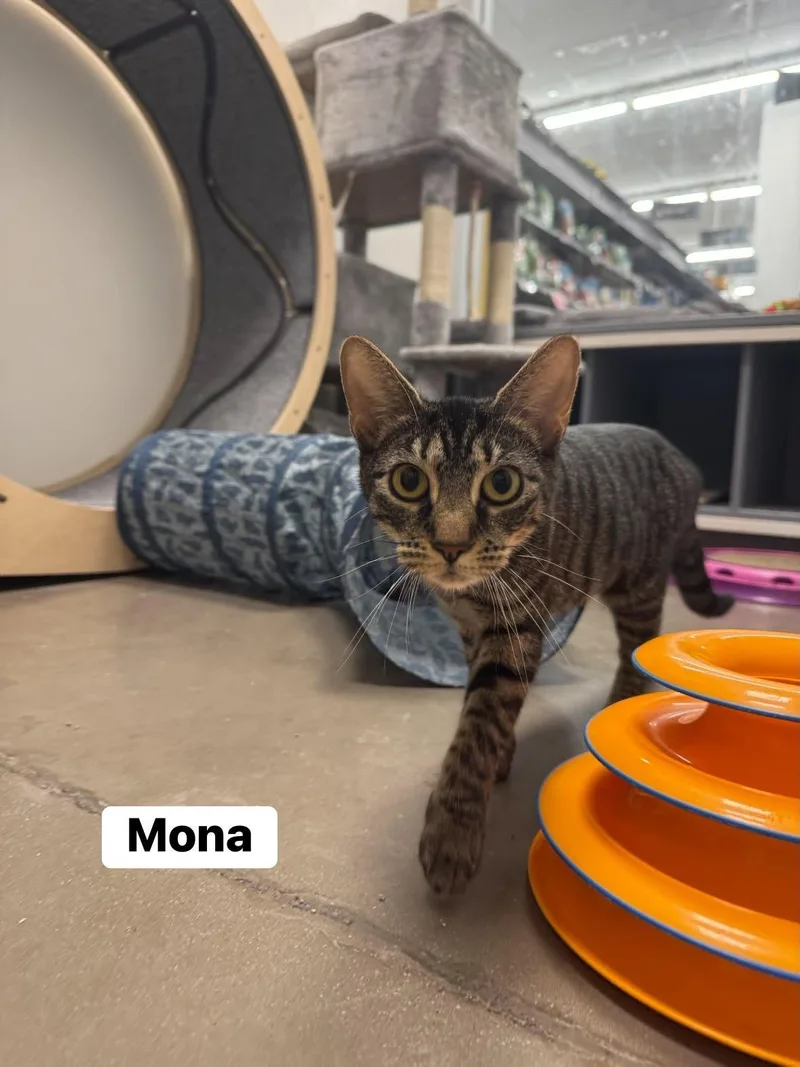 Mona thumbnail 2