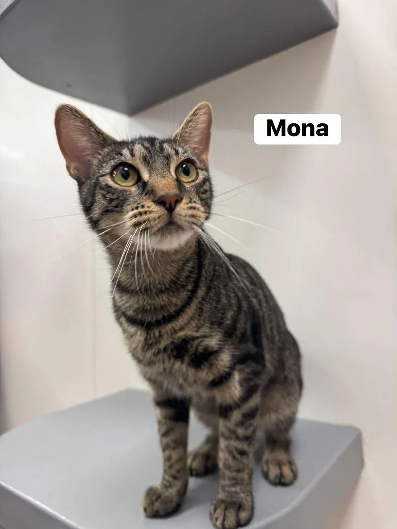 Mona thumbnail 3