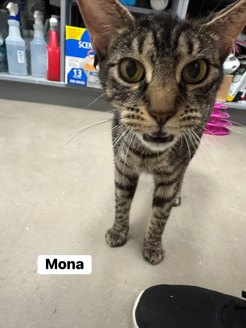 Mona thumbnail 5