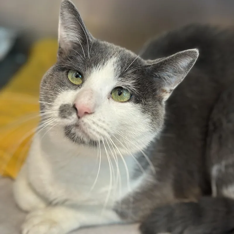An adult large-sized male Gray / Blue / Silver Domestic Short Hair cat named Paladin for adoption in Matteson, IL