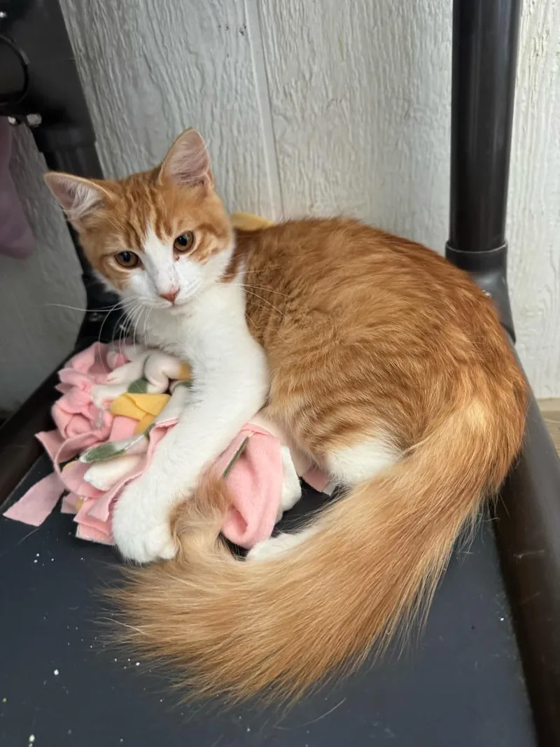 A young small-sized male Tabby (Orange / Red) Domestic Short Hair cat named Simon for adoption in Temecula, CA