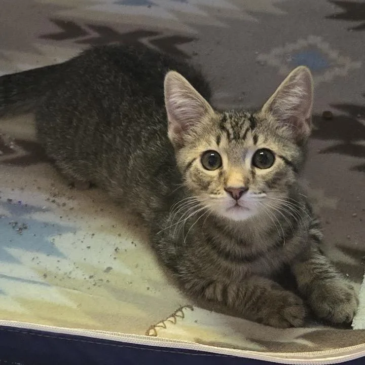 A baby small-sized male Brown / Chocolate Domestic Short Hair cat named Pidgey for adoption in Orangevale, CA