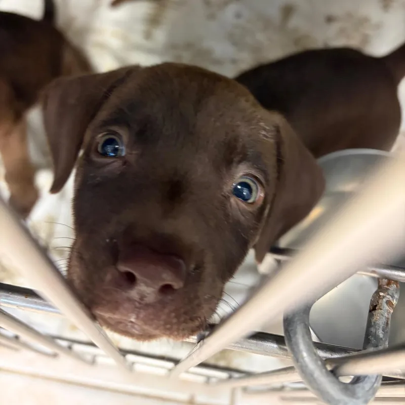 A baby small-sized male Brown / Chocolate Mixed Breed dog named Bourbon for adoption in Galveston, TX