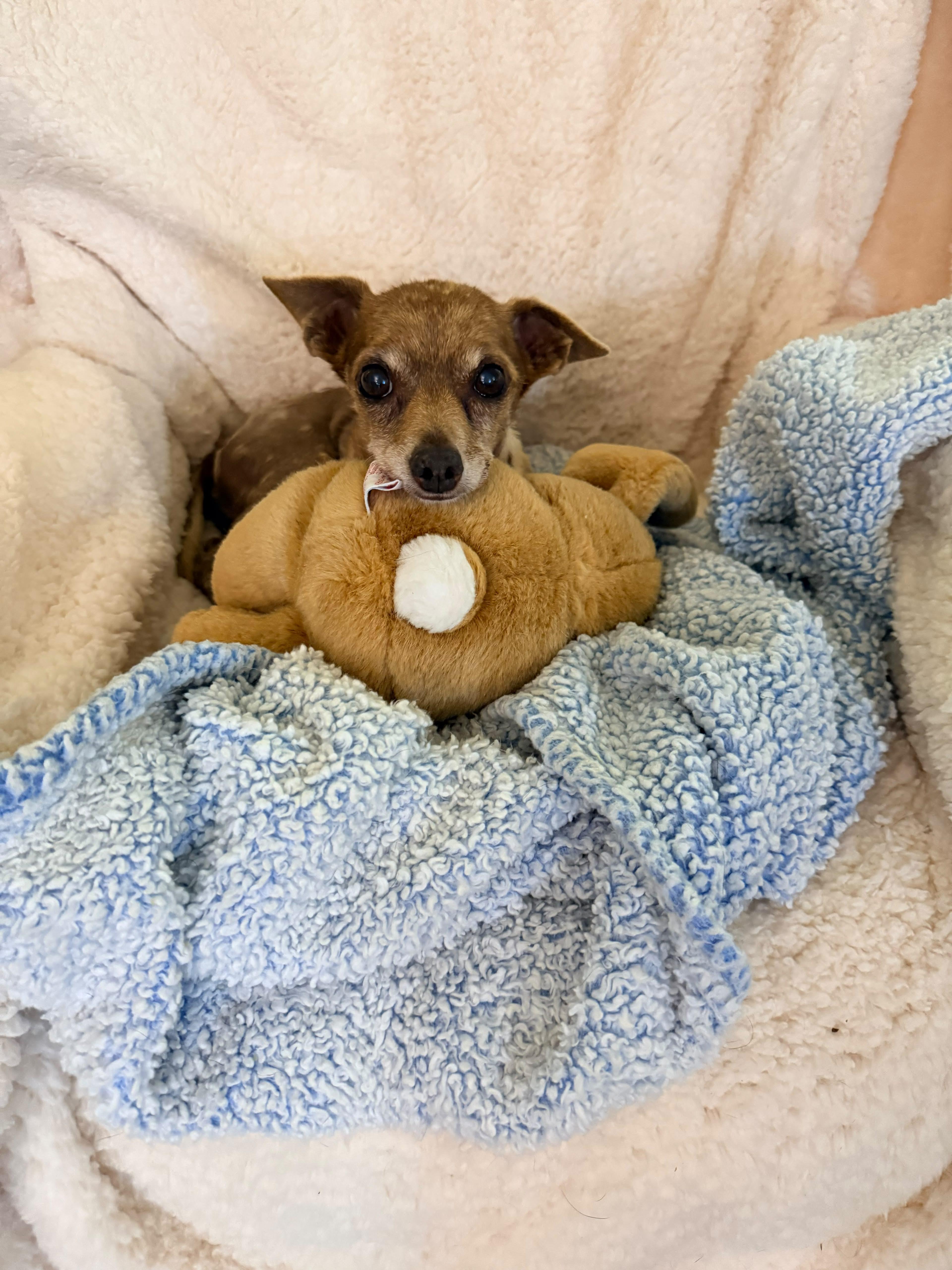A senior small-sized male Brown / Chocolate Chihuahua dog named Elmer for adoption in San Pedro, CA