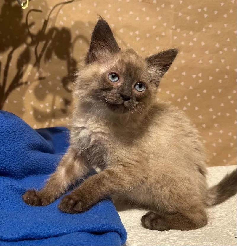 A baby small-sized female Domestic Long Hair cat named Eloise for adoption in Groveland, MA