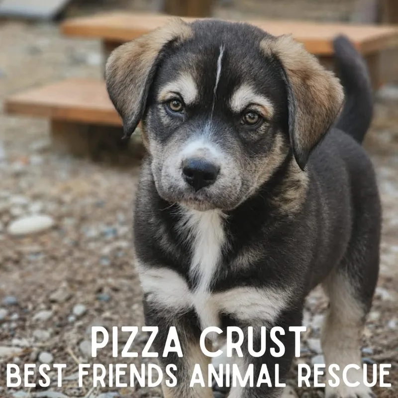 Pizza Crust