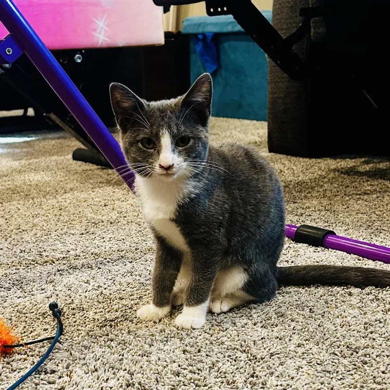 A baby small-sized female Domestic Short Hair cat named Dresser for adoption in Washington Township, OH
