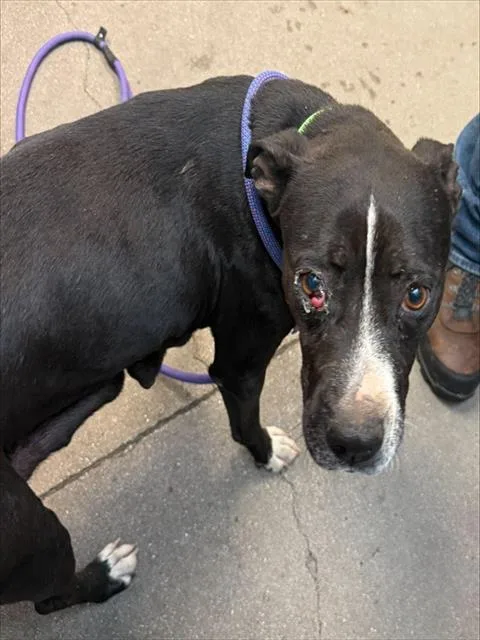 An adult medium-sized female Pit Bull Terrier dog named Roslyn for adoption in Tucson, AZ
