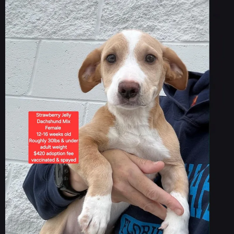 A baby small-sized female Dachshund dog named Strawberry Jelly for adoption in Oviedo, FL