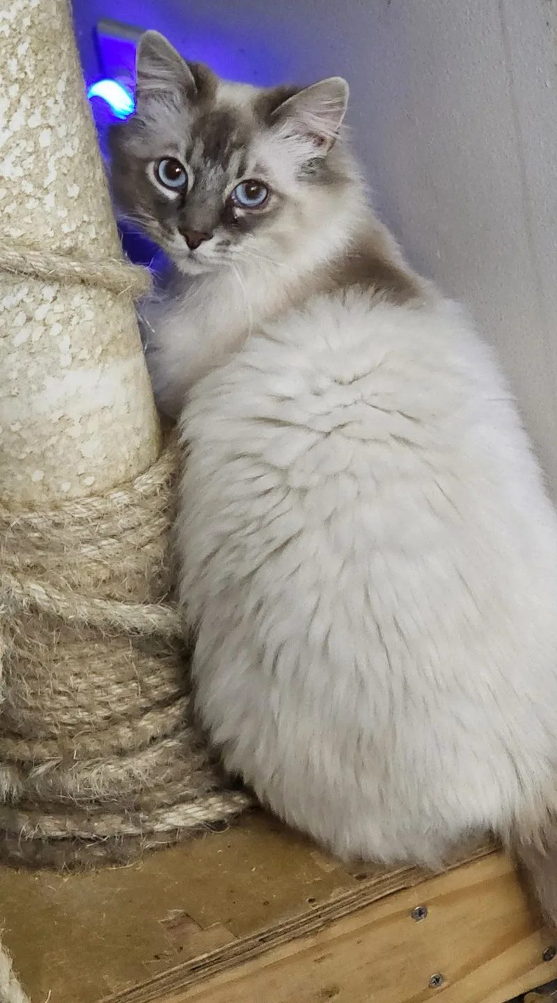 Sebastian thumbnail 2