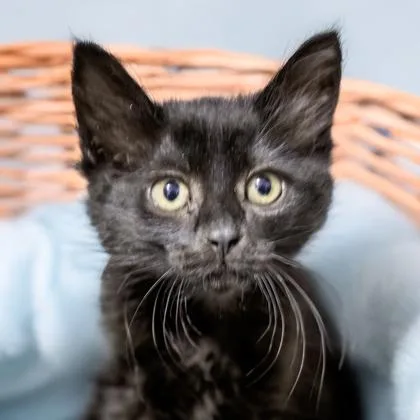 A baby small-sized female Domestic Short Hair cat named Rook for adoption in Camano Island, WA